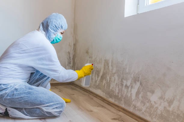 Licensed Basement Mold Removal service in Long Branch, VA - WQB Mold Removal