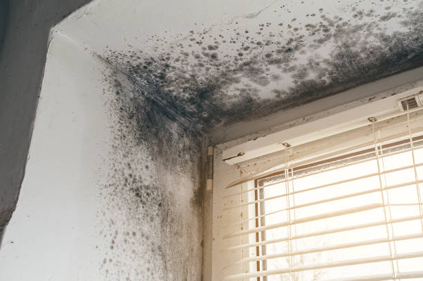 Affordable Basement Mold Removal solutions in Long Branch, VA