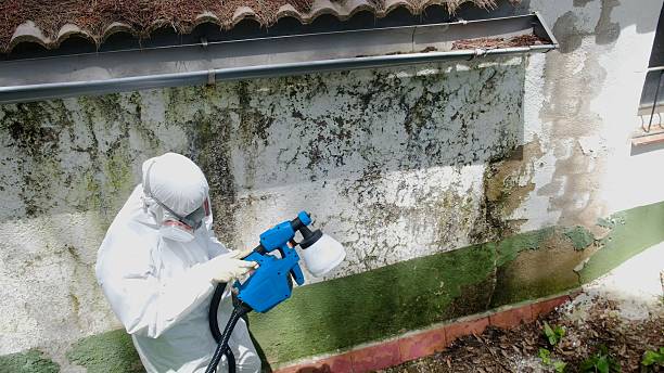 Top rated local Basement Mold Removal specialists in Long Branch, VA